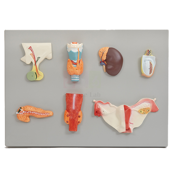 Human Endocrine Organs Model